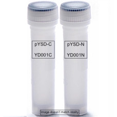 yeast display vectors